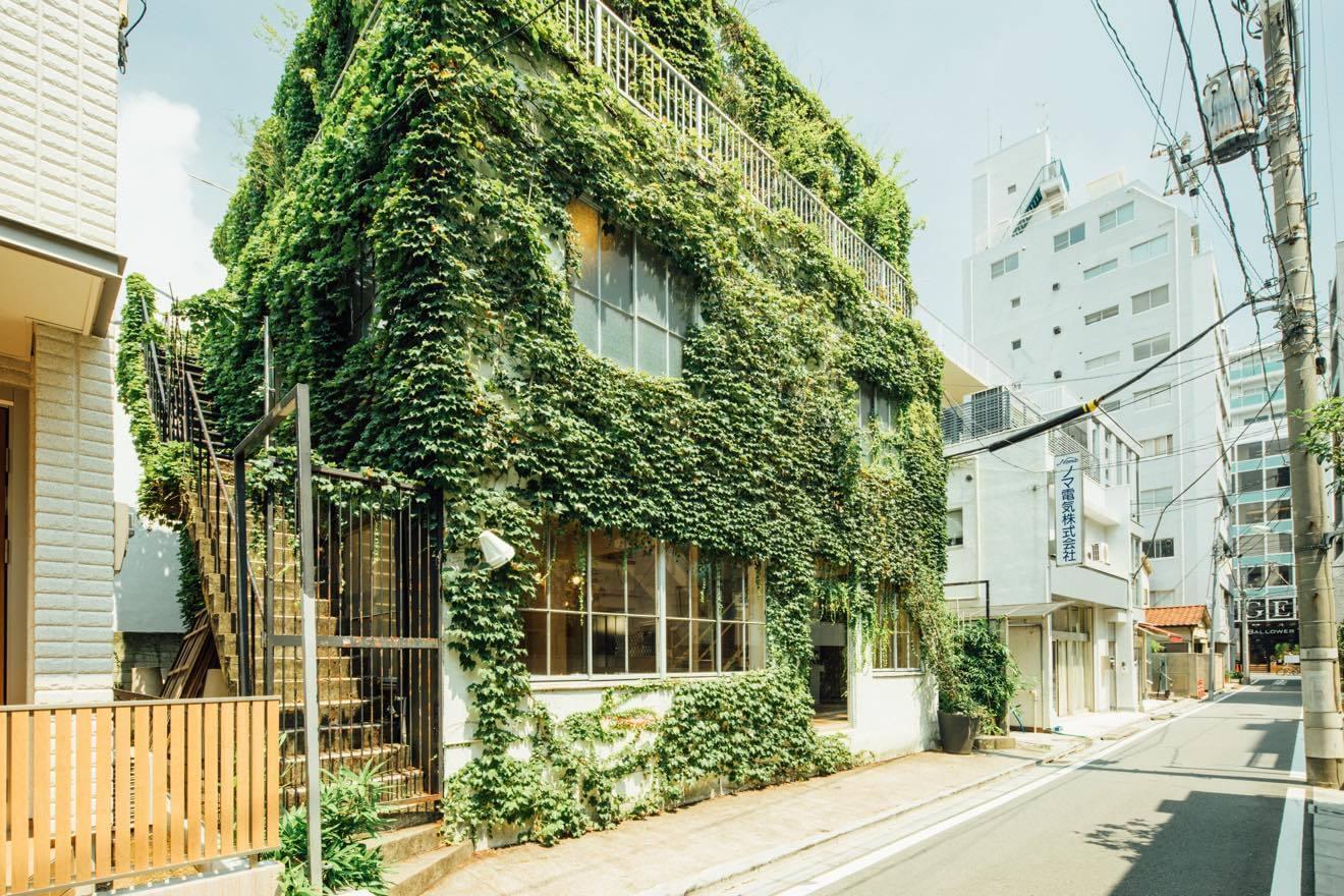 表参道｜アイビーに包まれた独特の空間