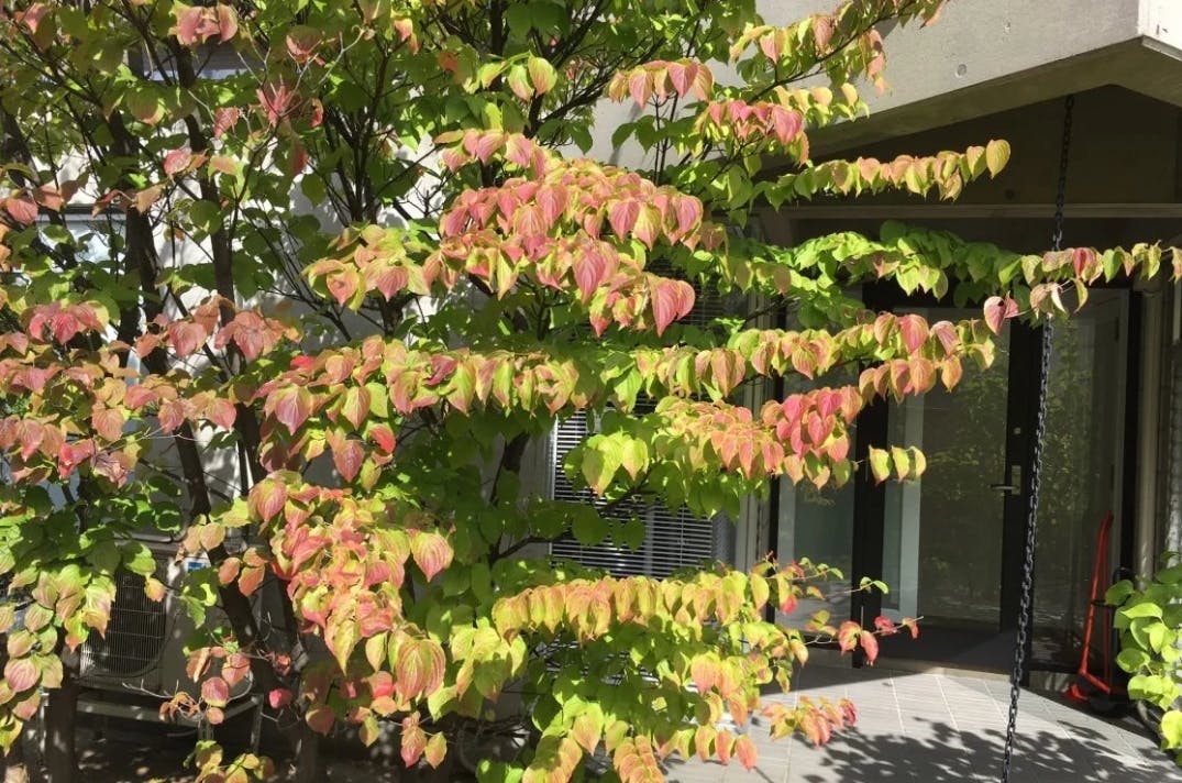 庭に木々があり季節を感じることが可能です。