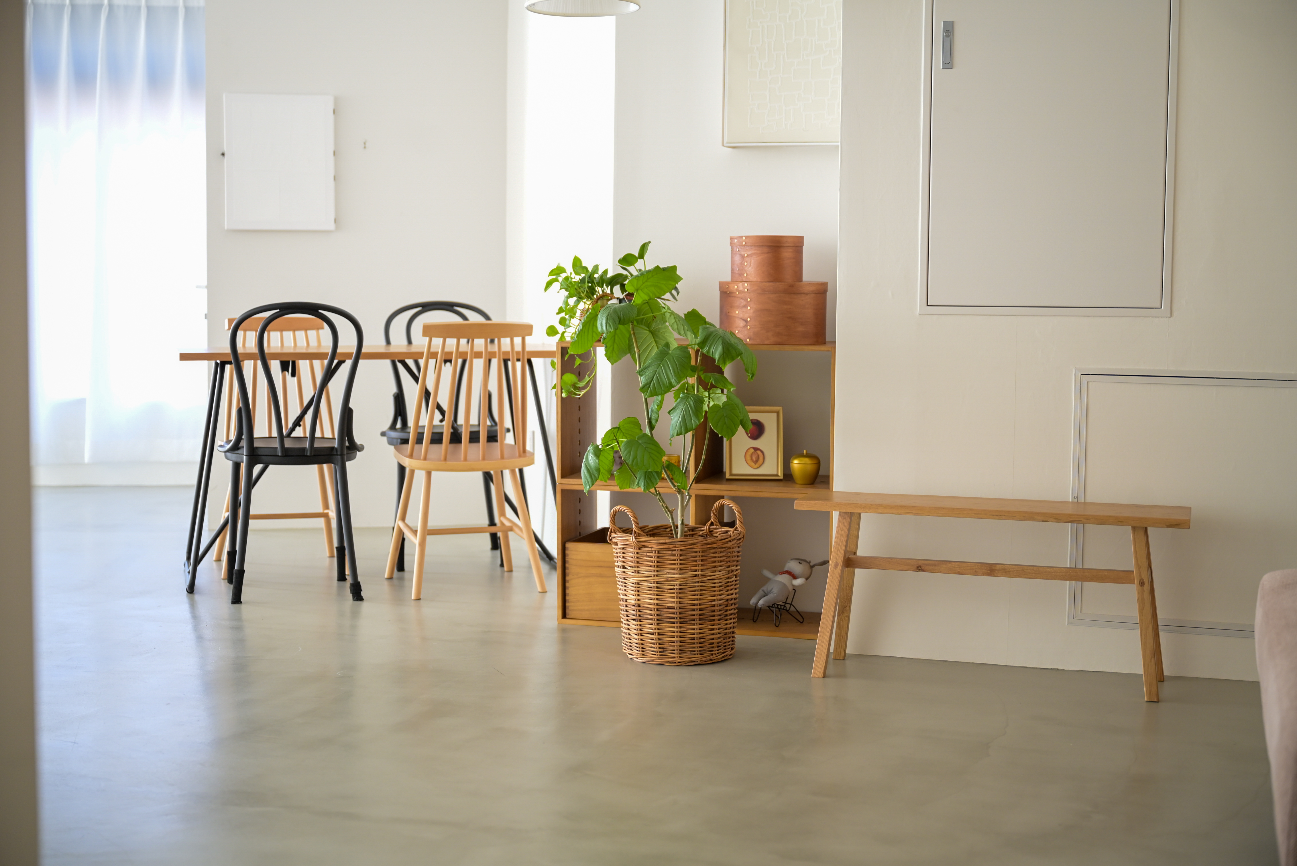 観葉植物は真冬も元気に育っています