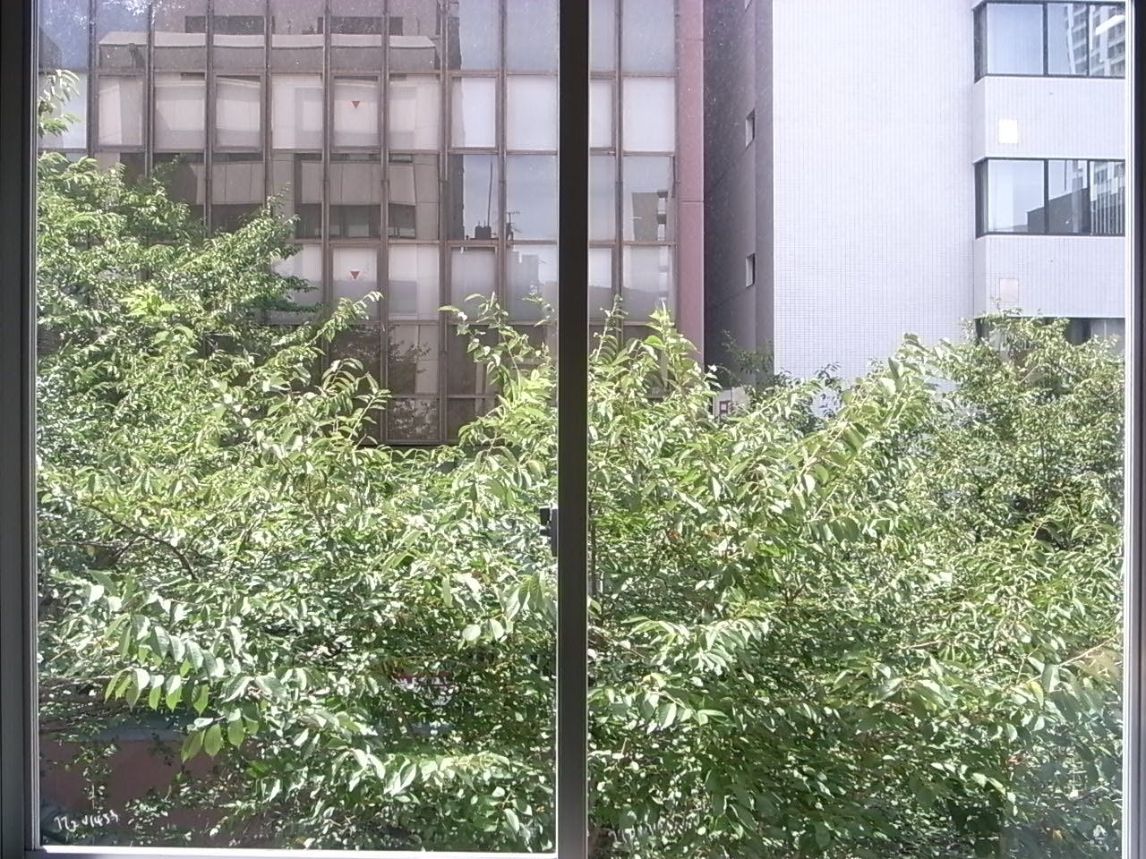 ビルが桜坂に面しているため窓からは緑、春は満開の桜