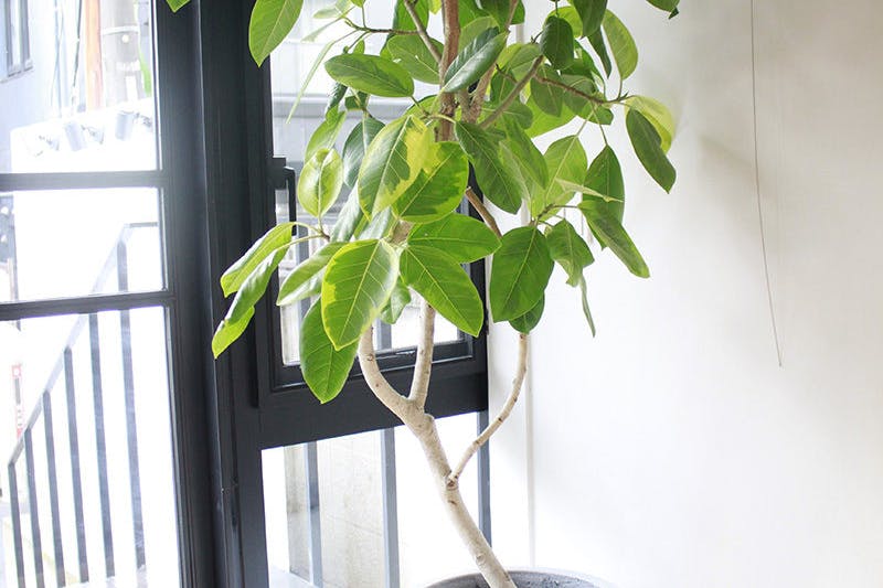 観葉植物