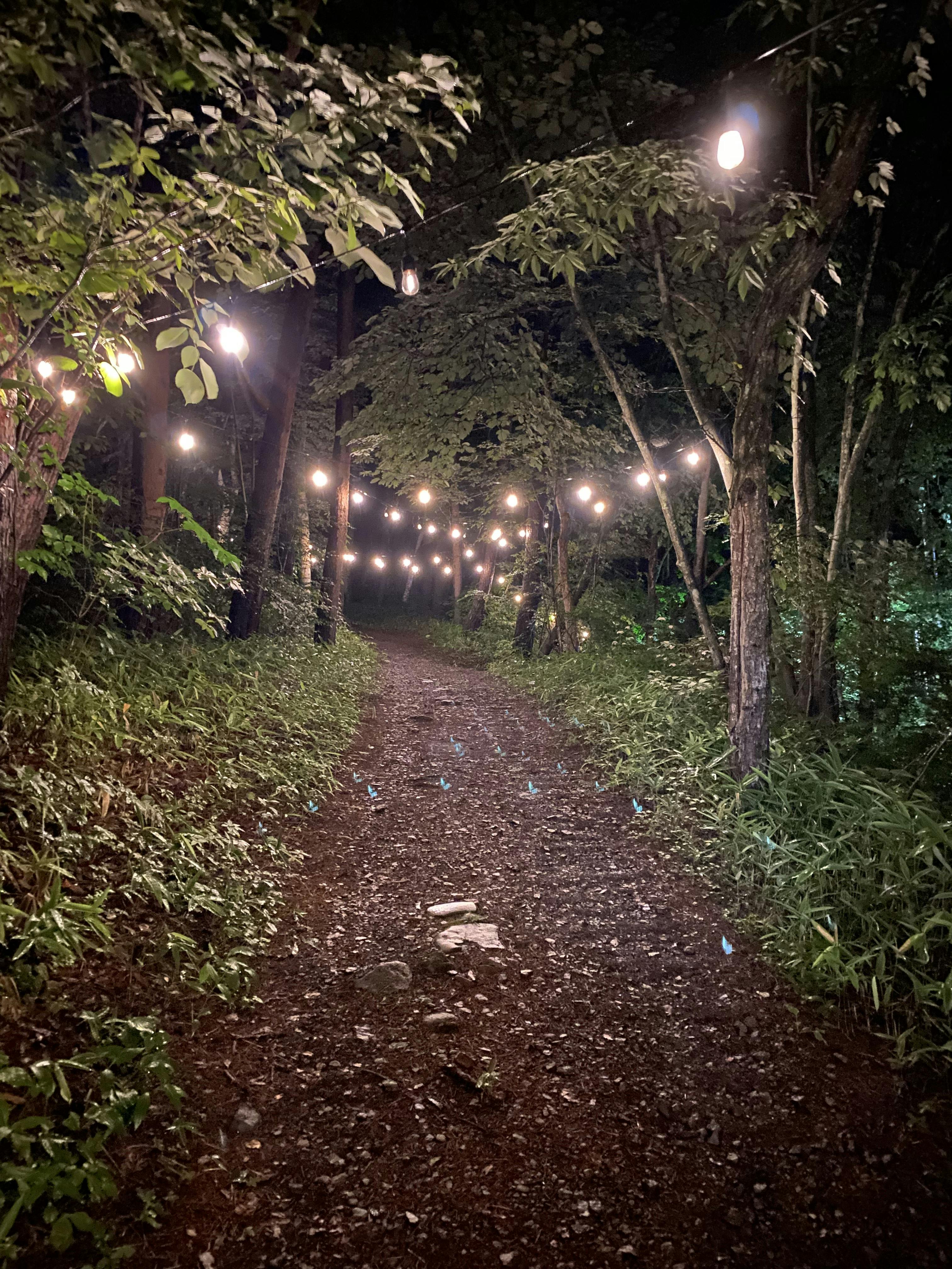 キャンプ場テントサイトに続く林道です。夜はライトアップします。