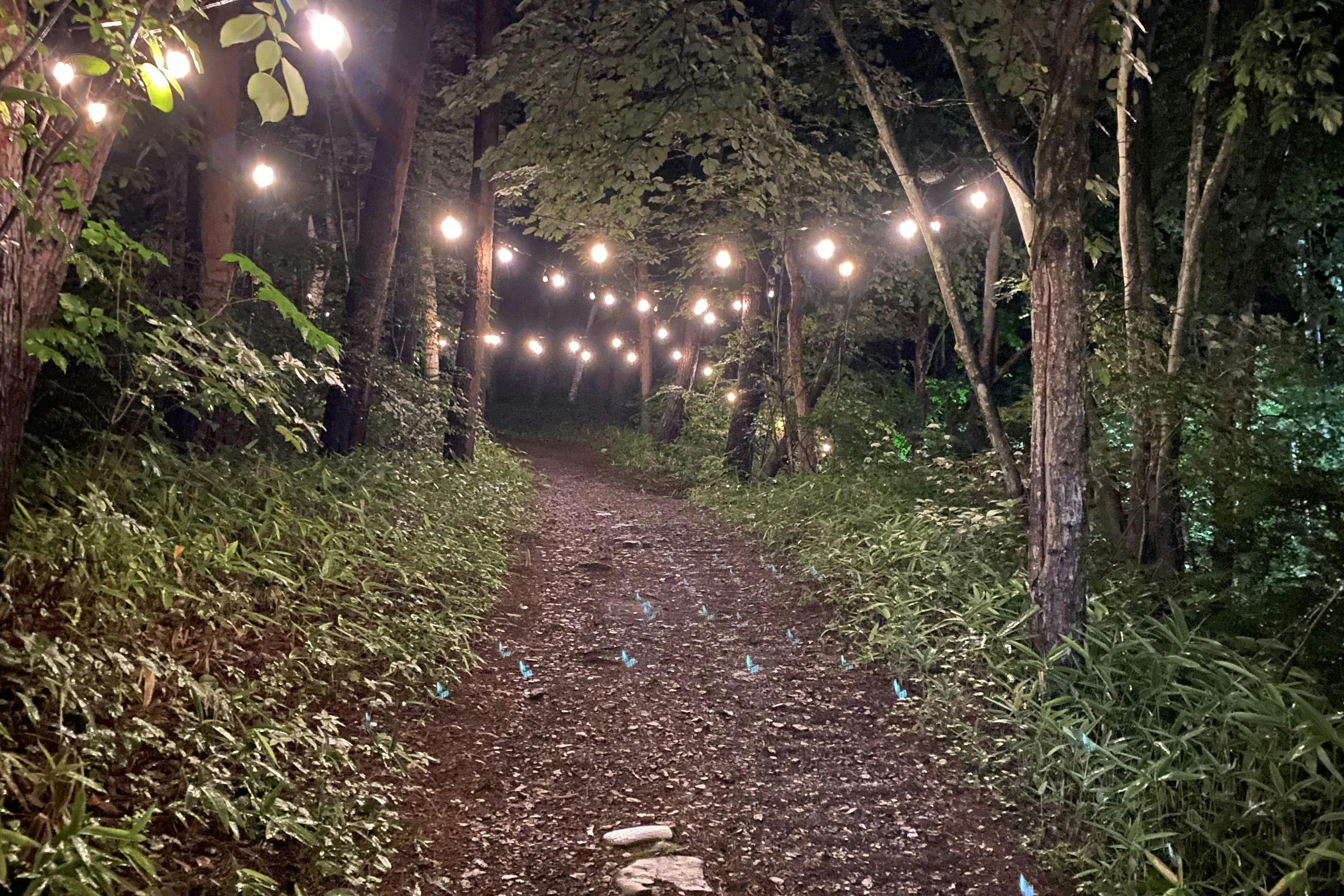 キャンプ場テントサイトに続く林道です。夜はライトアップします。