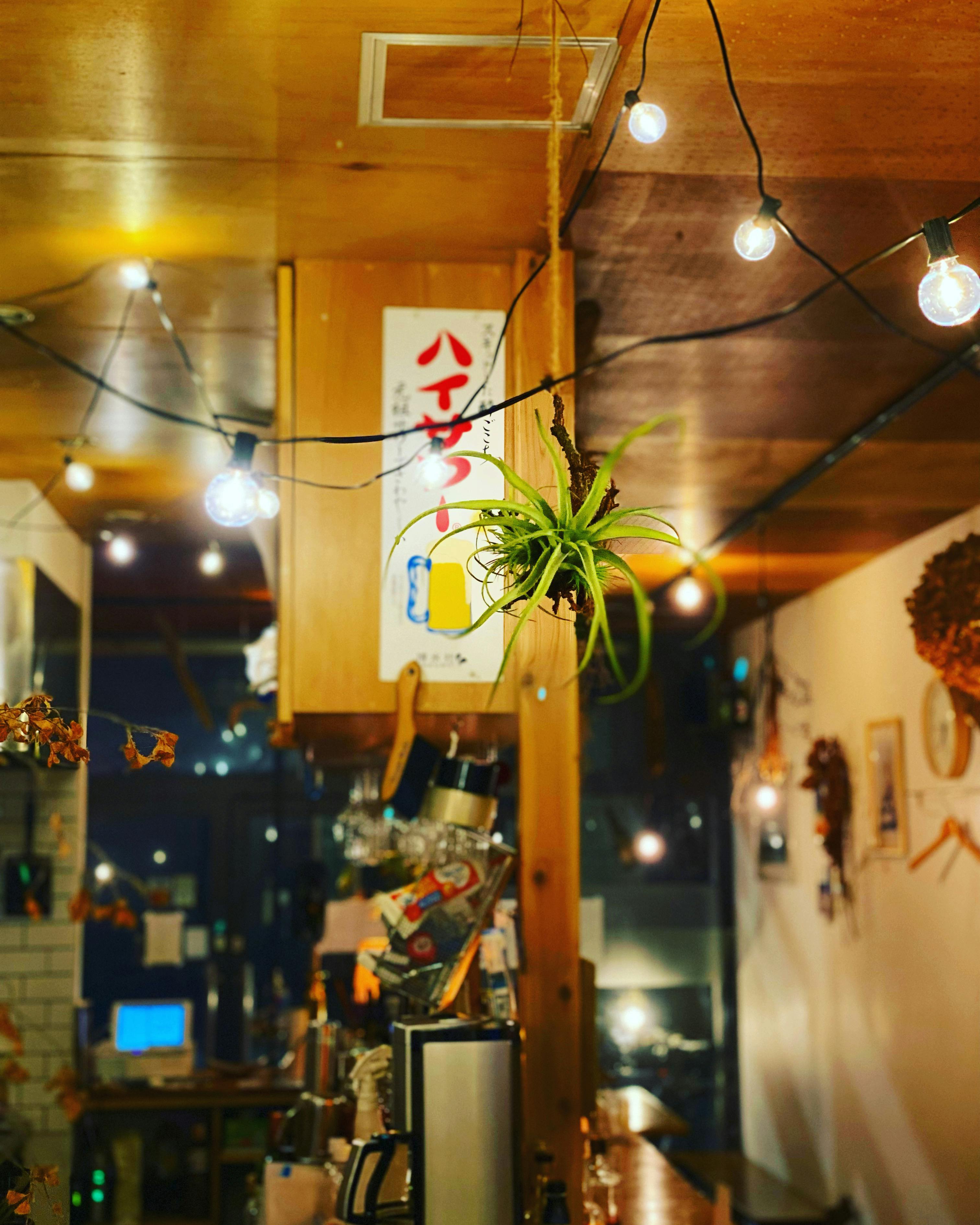 照明、植物あり