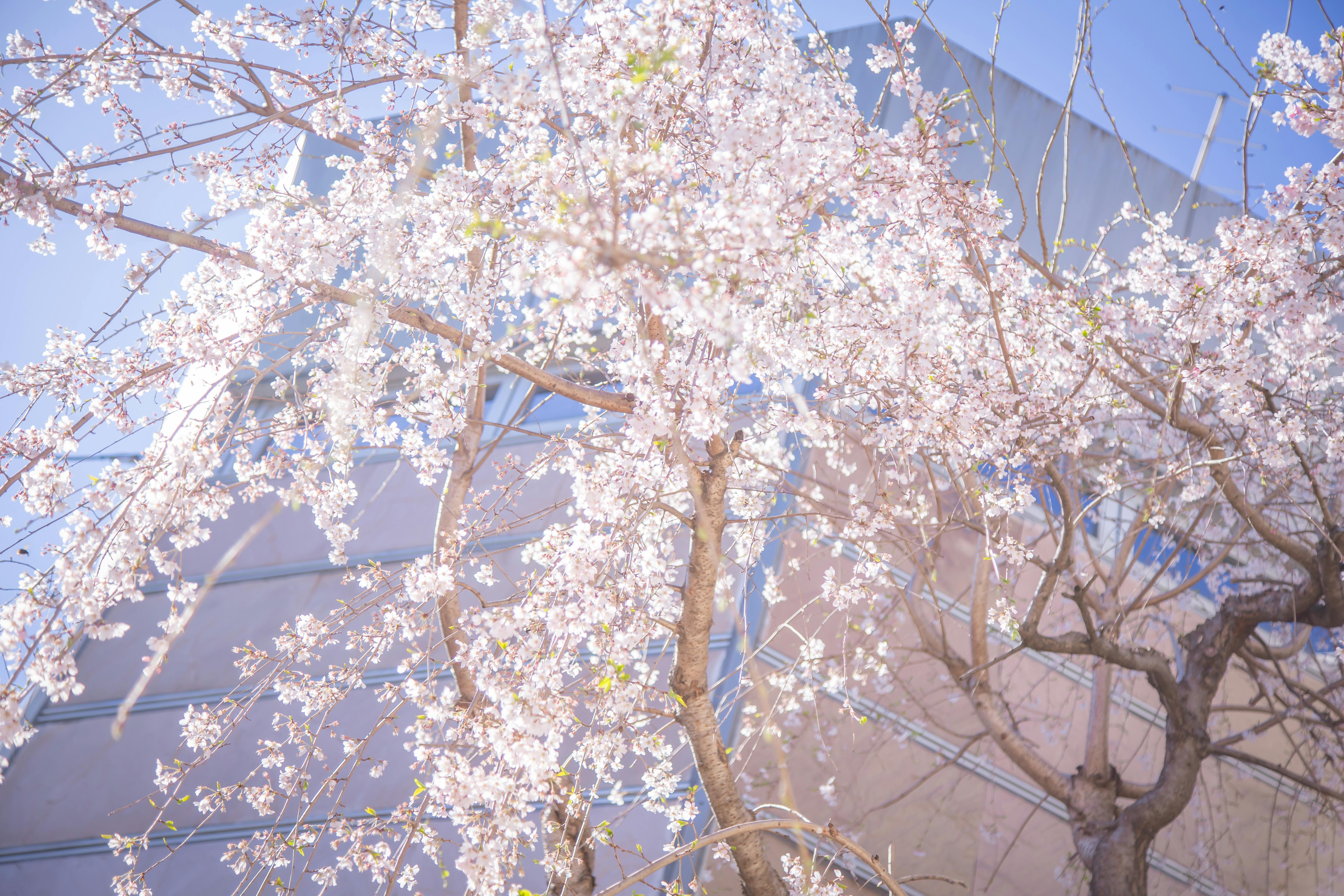 毎年3月中旬はテラスの枝垂れ桜が美しい季節です
