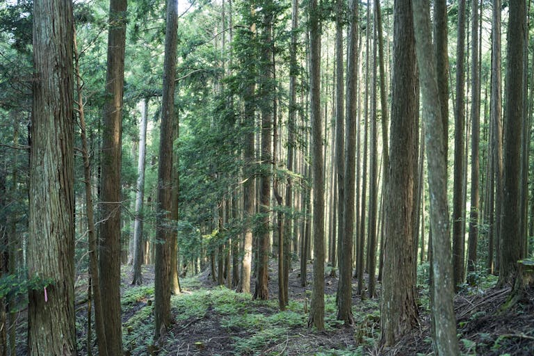 緑豊かな景色が望めます
