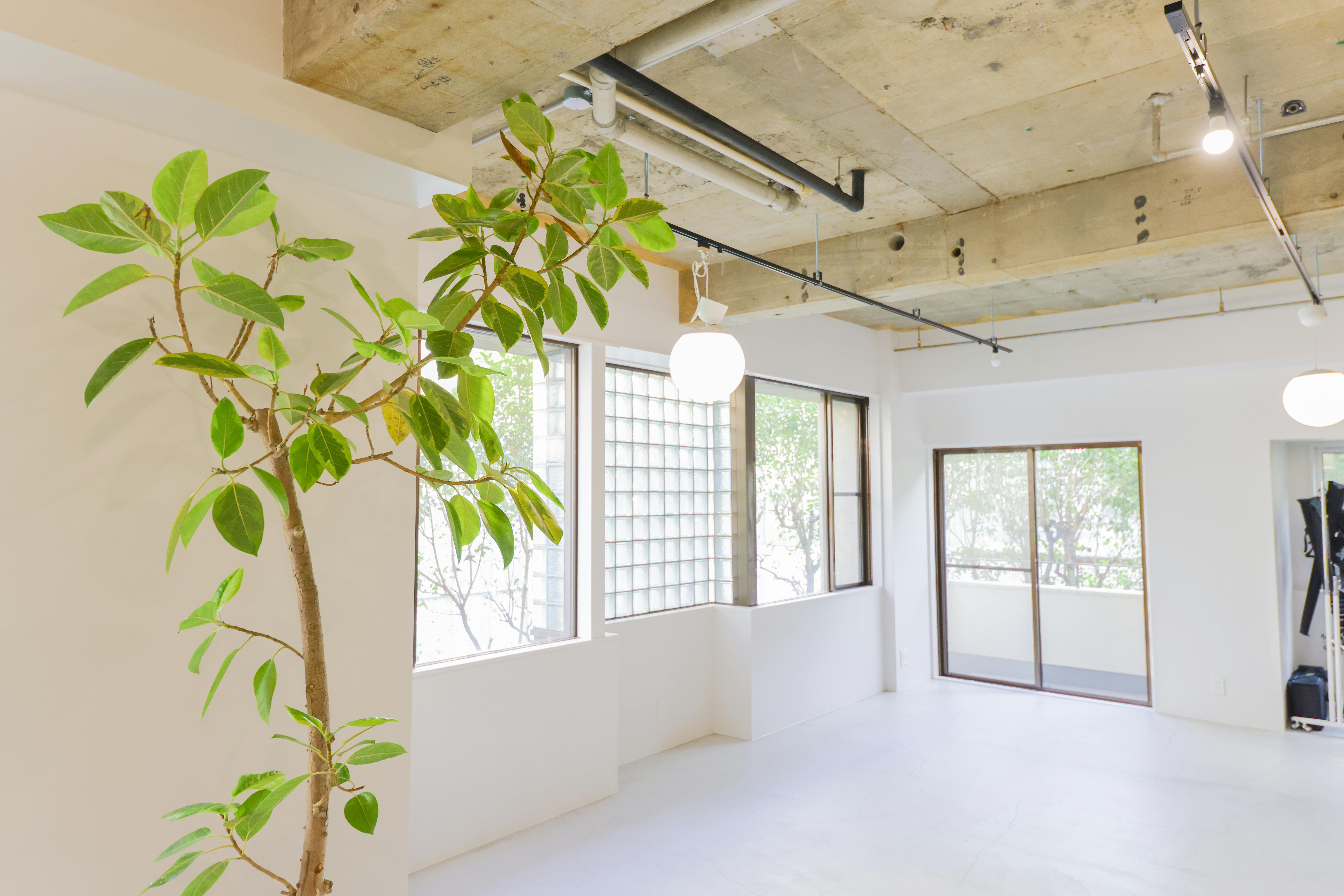 大型の観葉植物が2つございます