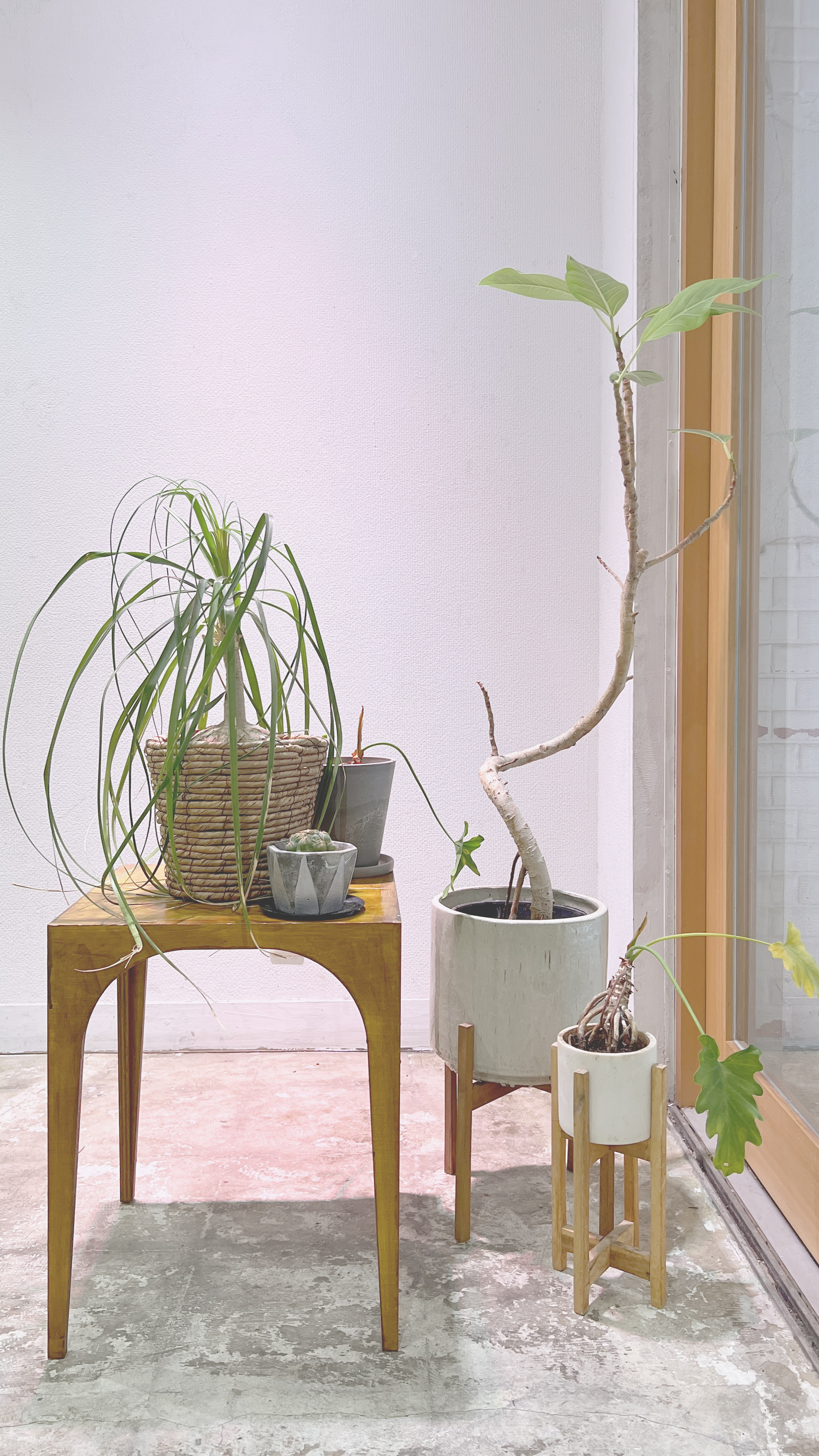 植物がいろいろ置いてあります。（季節や状況により変更の可能性があります）