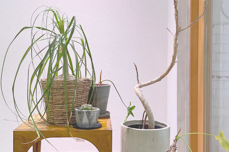 植物がいろいろ置いてあります。(季節や状況により変更の可能性があります)