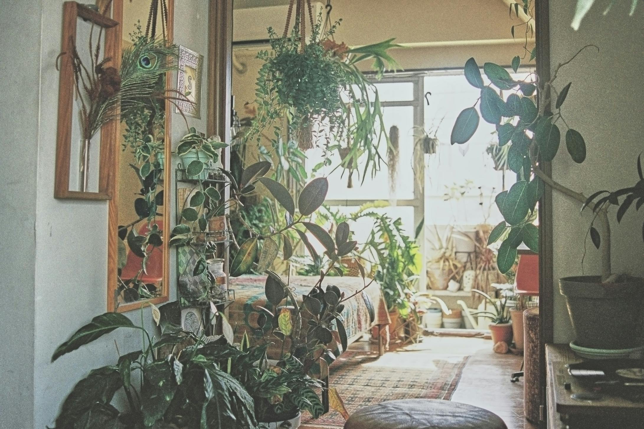 植物越しに見えるベッドルーム