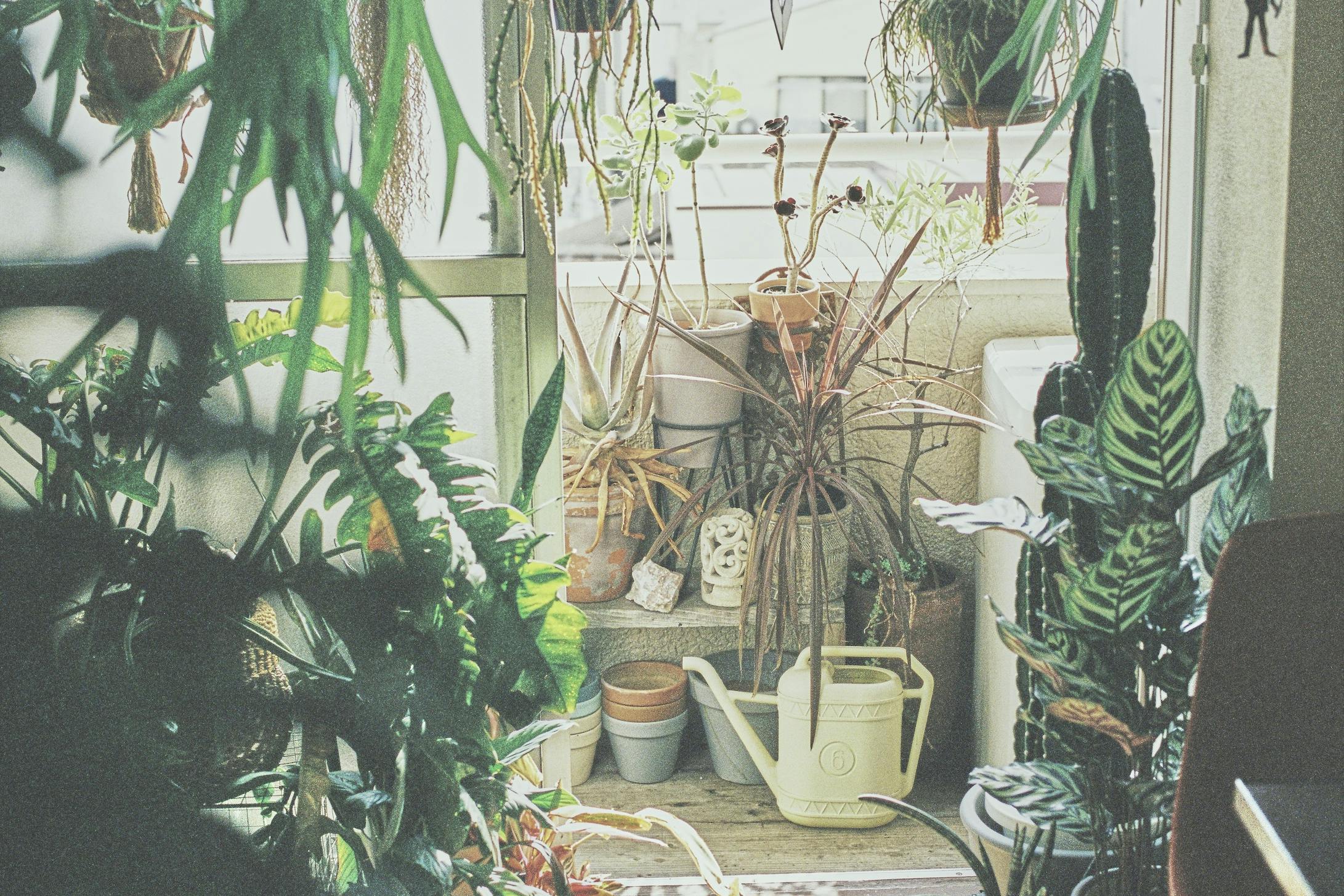ベランダにも植物