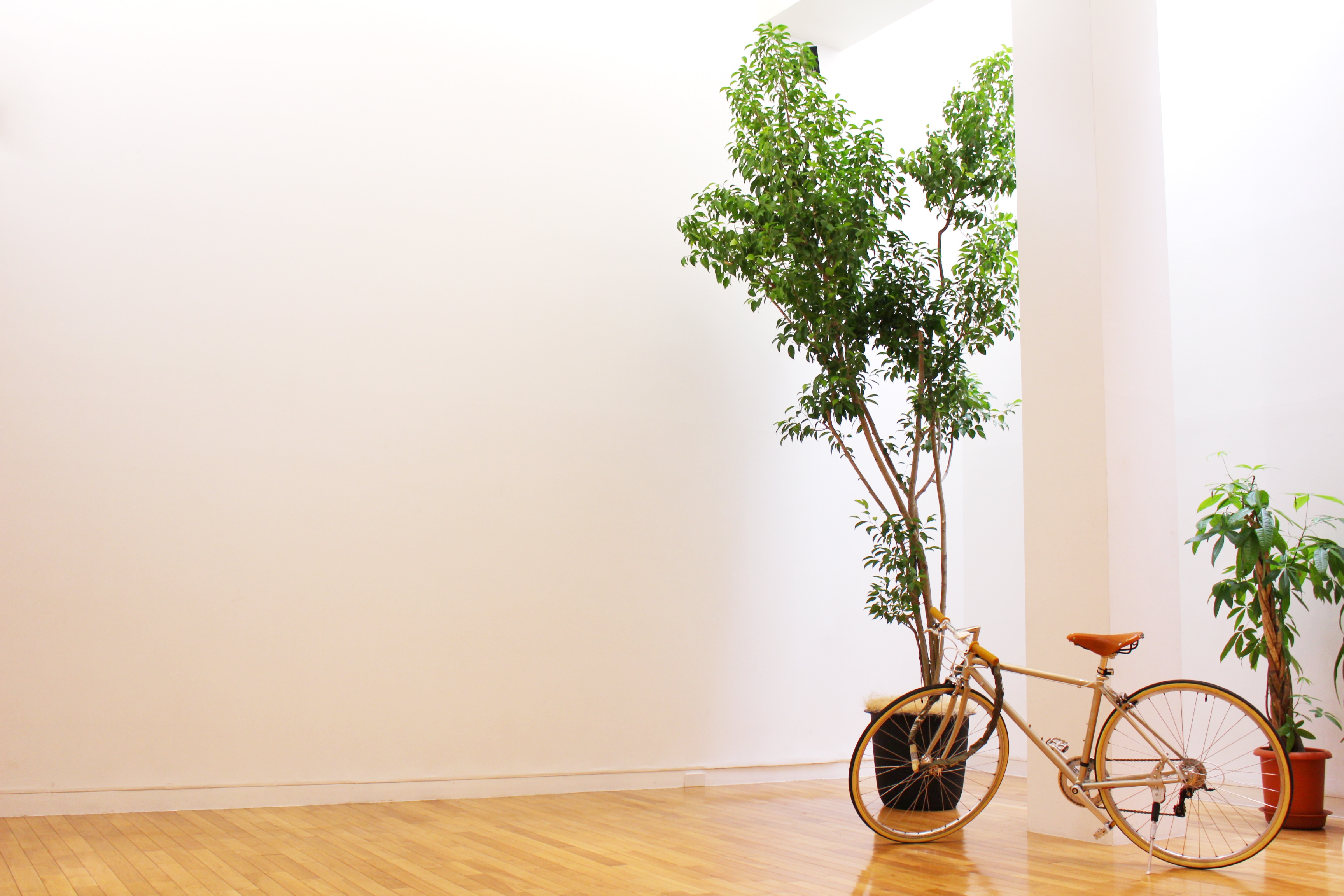 背の高い木もあります