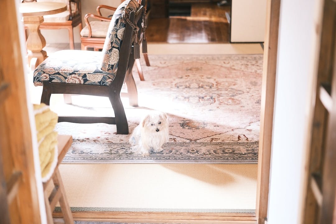 【下北沢駅10分】撮影やポップアップに適した築60年ほどのレトロな日本家屋スペース