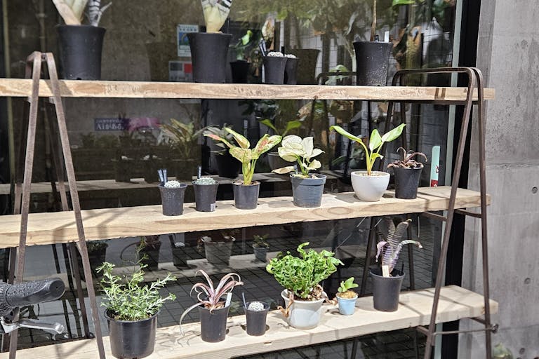 【東京都 品川区 立会川西商店街(路面店)/立会川駅1分 大井町駅徒歩15分】各種ポップアップストアや展示販売会に最適な商店街内にある植物に囲まれた路面スペースの画像35