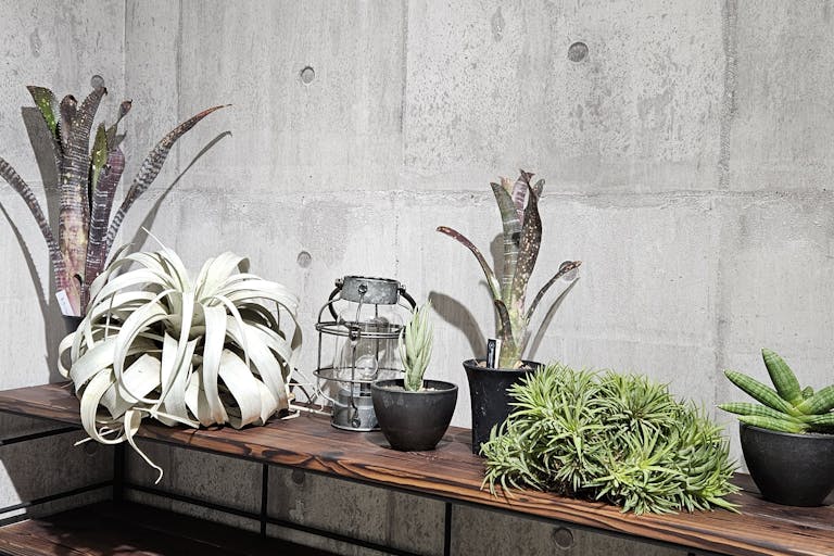 【東京都 品川区 立会川西商店街(路面店)/立会川駅1分 大井町駅徒歩15分】各種ポップアップストアや展示販売会に最適な商店街内にある植物に囲まれた路面スペースの画像36