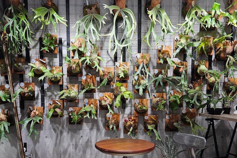 【東京都 品川区 立会川西商店街(路面店)/立会川駅1分 大井町駅徒歩15分】各種ポップアップストアや展示販売会に最適な商店街内にある植物に囲まれた路面スペースの画像38