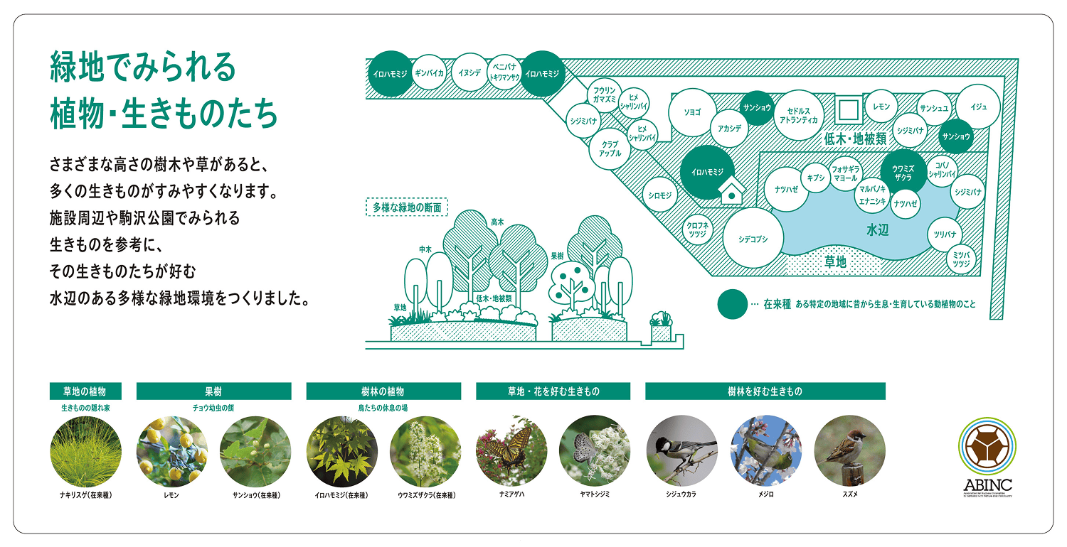 Biotope内緑地で見られる植物・生きものたち