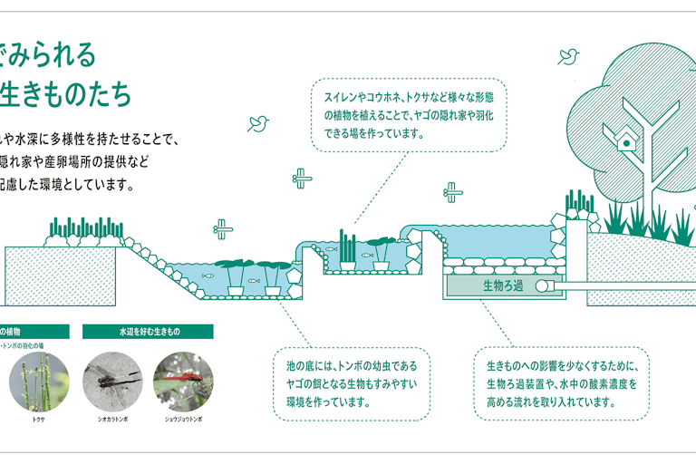 Biotope内水辺で見られる植物・生きものたち
