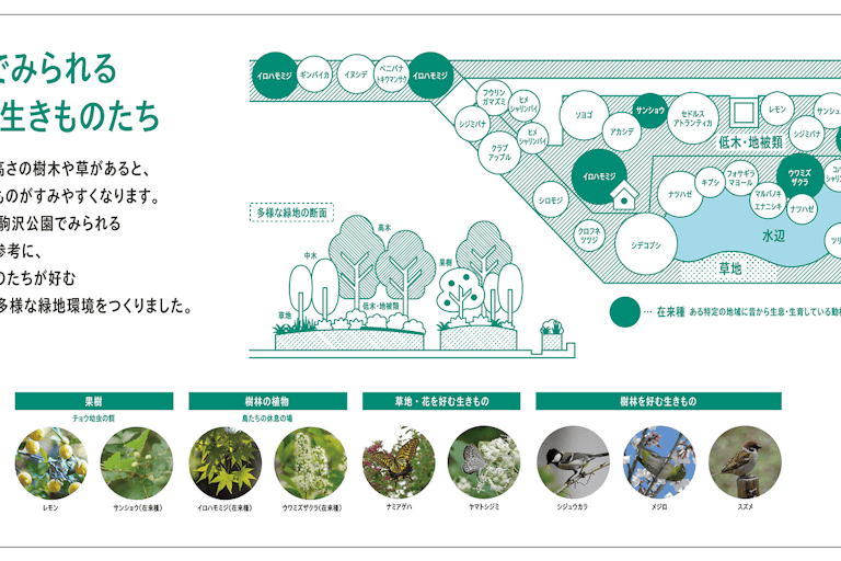Biotope内緑地で見られる植物・生きものたち