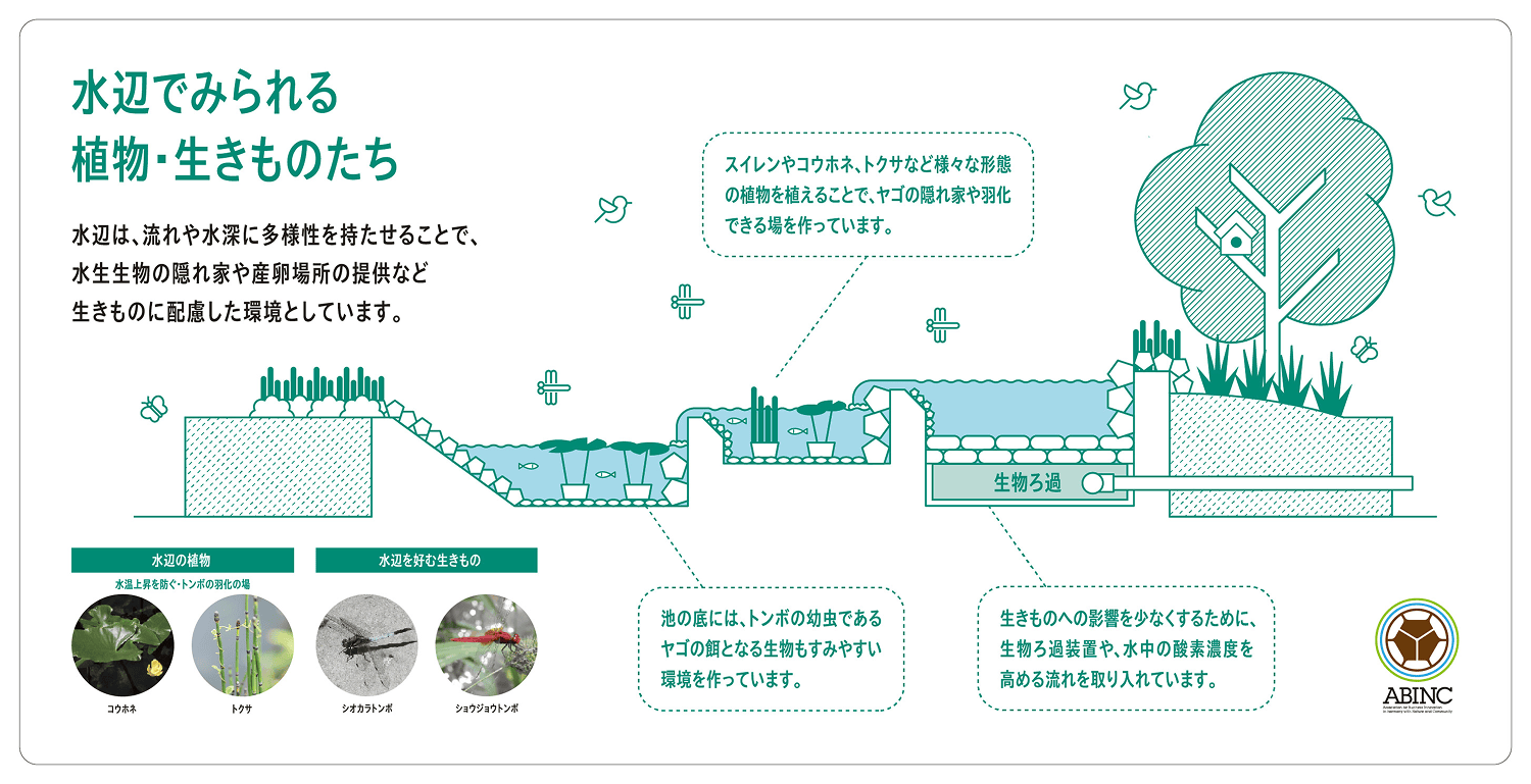 Biotope内水辺で見られる植物・生きものたち